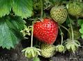 2012-0609_1330_Strawberries_16,9C